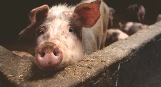 Te tudod, hogy zajlott a disznóölés?